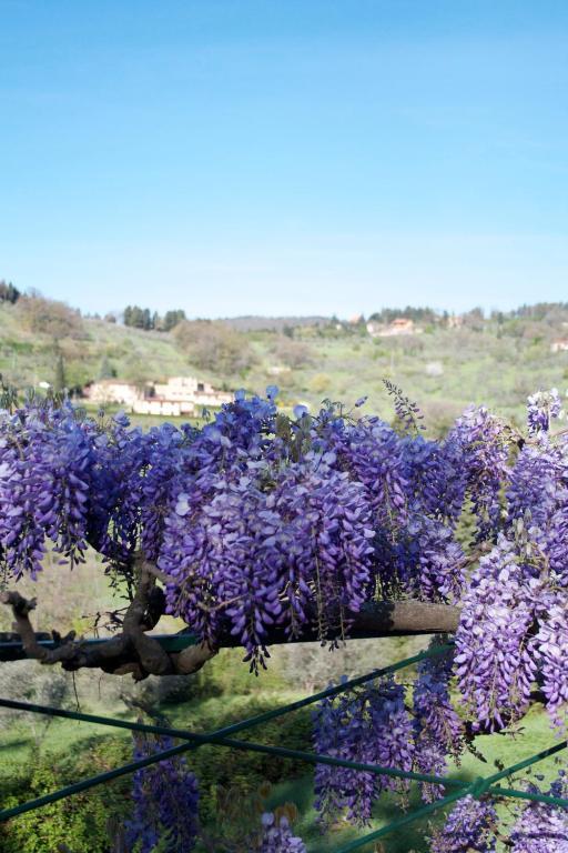 Di Campolungo * Fiesole